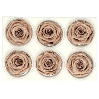 4A Preserved Rose | Colour: Light Brown | Dried Decoration | Diameter 6 centimetres | Per 6 roses