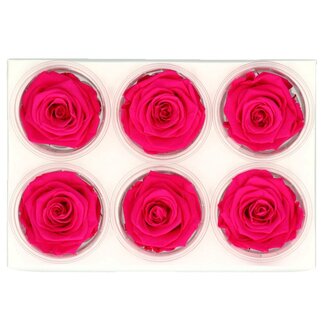 4A Gepreserveerde Roos | Kleur: Fuchsia | Droogdecoratie | Diameter 6 centimeter | Per 6 rozen