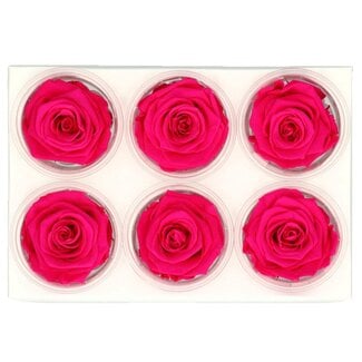 4A Preserved Rose | Colour: Fuchsia | Dried Decoration | Diameter 6 centimetres | Per 6 roses