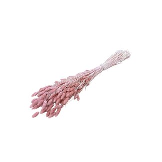 Casa Alegria Salmon Pink Phalaris Dried Flowers | Length ± 65 centimetres | Weight ± 150 grams