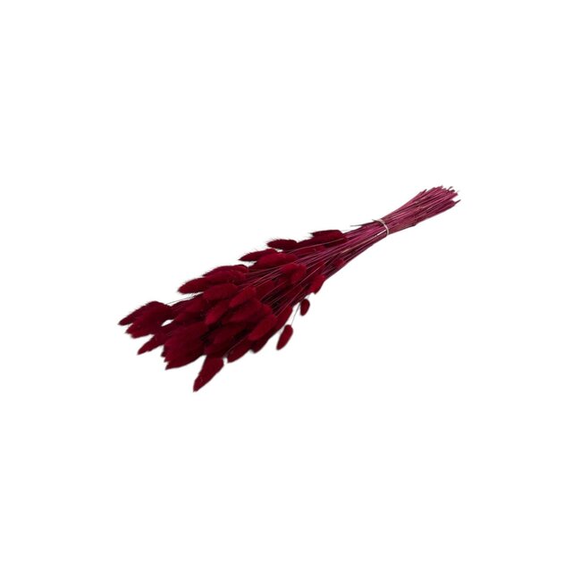 Red Lagurus dried flowers | Length ± 65 centimetres | Weight ± 100 grams