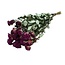 Fuchsia gedroogde Trosrozen | Spray Rose droogbloemen | Lengte ± 50 centimeter | Per 10 rozen