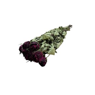 DriedRoses.com Rode gedroogde Rozen | Lengte ± 50 centimeter | Per 10 rozen