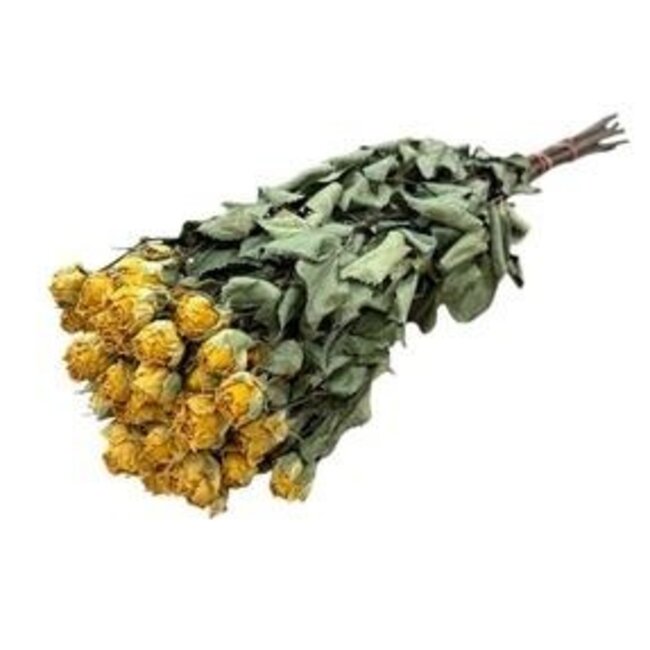 Gelbe getrocknete Straußrosen | Spray-Rose Trockenblumen | Länge ± 50 Zentimeter | Pro 10 Rosen