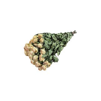 DriedRoses.com Peach Fuzz gedroogde Trosrozen | Spray Rose droogbloemen | Lengte ± 50 centimeter | Per 10 rozen
