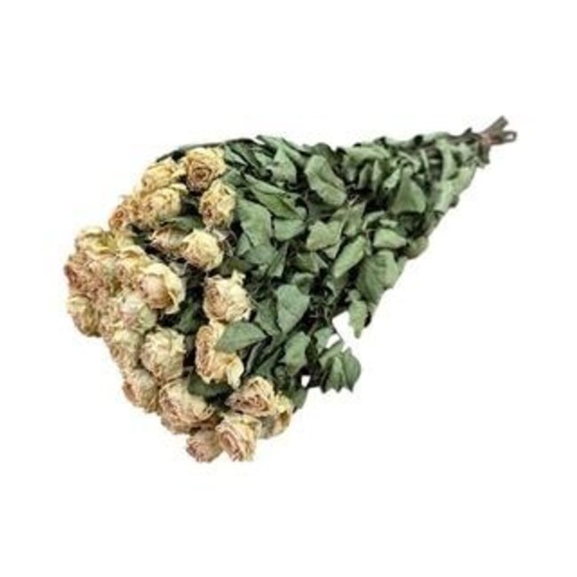 Peach Fuzz gedroogde Trosrozen | Spray Rose droogbloemen | Lengte ± 50 centimeter | Per 10 rozen