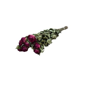 DriedRoses.com Fuchsia getrocknete Rosen | Länge ± 50 Zentimeter | Pro 10 Rosen