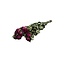 Roses séchées fuchsia | Longueur ± 50 centimètres | Par 10 roses