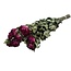 Fuchsia getrocknete Rosen | Länge ± 50 Zentimeter | Pro 10 Rosen