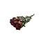 DriedRoses.com Geel-rode gedroogde Trosrozen | Spray Rose droogbloemen | Lengte ± 50 centimeter | Per 10 rozen