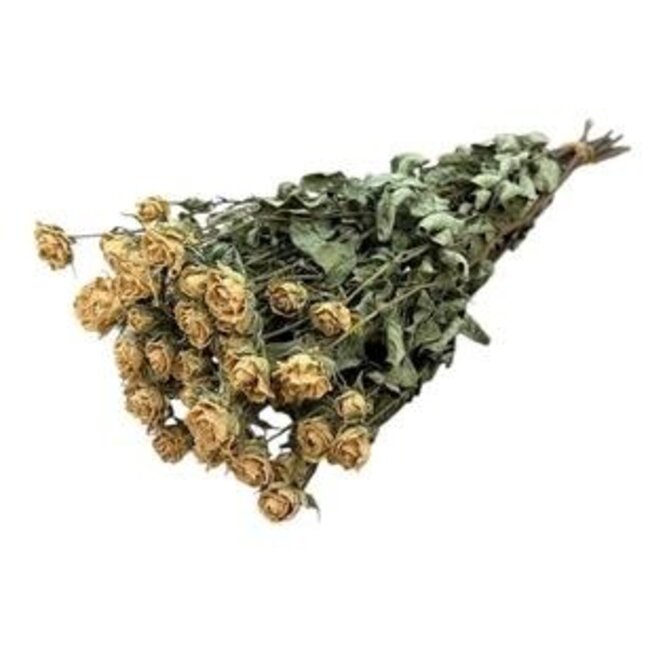 Weiße getrocknete Straußrosen | Spray-Rosen Trockenblumen | Länge ± 50 Zentimeter | Pro 10 Rosen