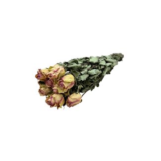 DriedRoses.com Roses séchées blanc-rose | Longueur ± 50 centimètres | Par 10 roses