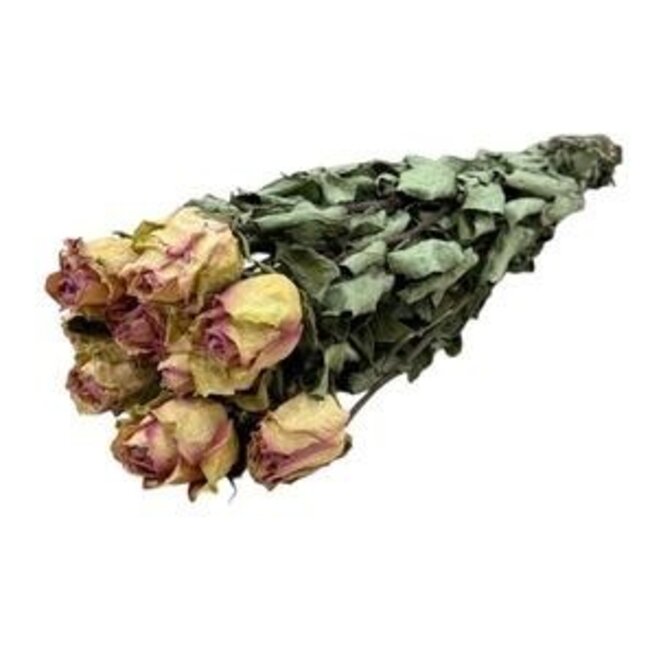 Roses séchées blanc-rose | Longueur ± 50 centimètres | Par 10 roses
