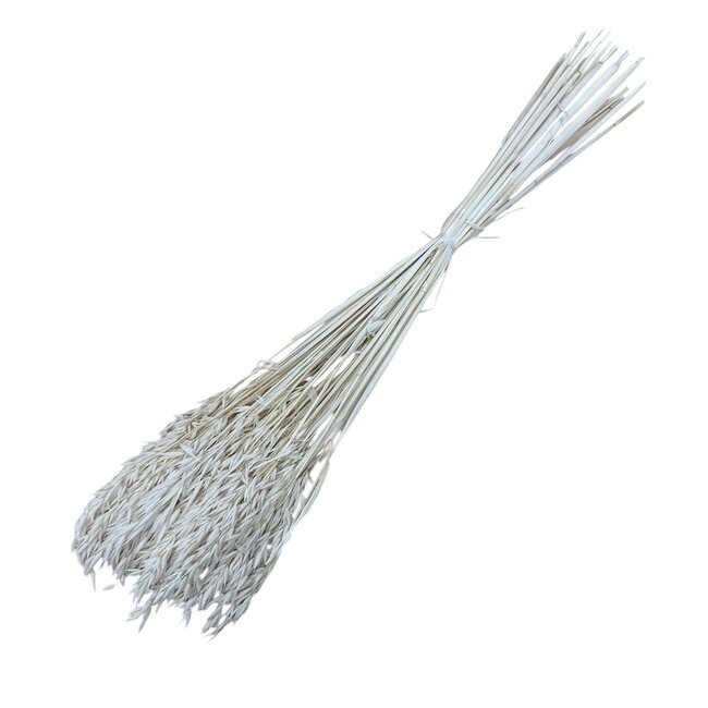Wit gebleekte Avena droogbloemen