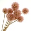 Hellrosa gebleichte Escabiosa Trockenblumen | Länge ± 30 Zentimeter | Pro 10 Scabiosa