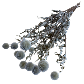Dutch Dried Naturel blauwe Echinops droogbloemen I Per 9 takken