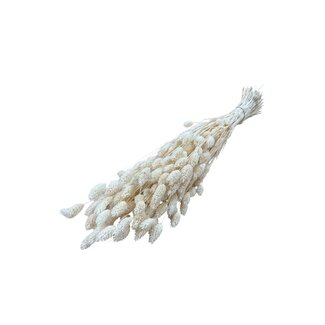 Casa Alegria Weiße gebleichte Phalaris Trockenblumen | Länge ± 75 Zentimeter | Gewicht ± 150 Gramm