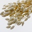 White Bleached Phalaris Dried Flowers | Length ± 75 centimetres | Weight ± 150 grams