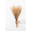 Goudkleurig Linum - Vlas droogbloemen | Lengte ± 55 centimeter | Gewicht ± 150 gram