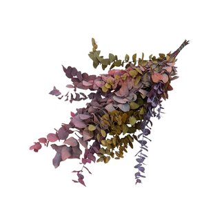 Dutch Dried Herfstmix gepreserveerde Eucalyptus Stuartiana