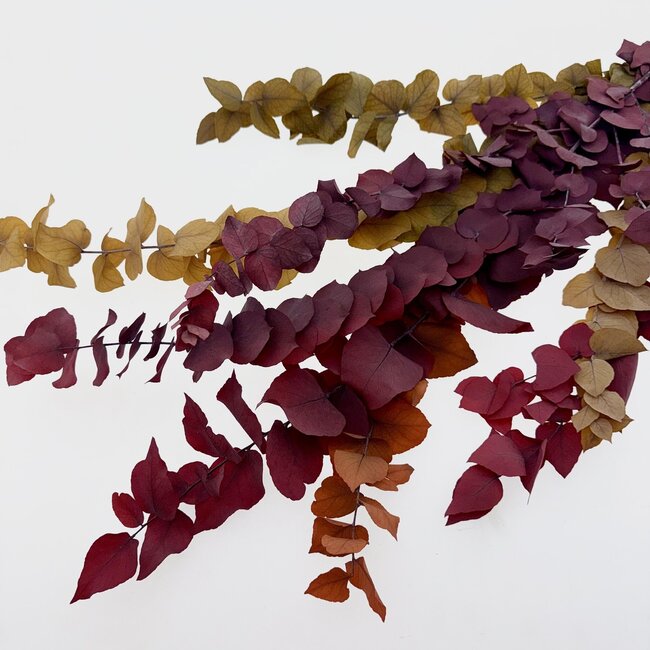 Herfstmix gepreserveerde Eucalyptus Stuartiana