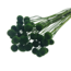 Green Craspedia dried flowers | Length ± 50 centimetres | Per 40 stems