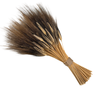 Casa Alegria Natürliche schwarze Trigo Centro | Weizen Black Beard Trockenblumen | Länge ± 70 Zentimeter | Gewicht ± 150 Gramm