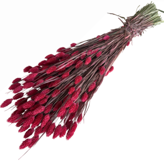 Dutch Dried Dunkelrosa Phalaris Trockenblumen | Länge ± 65 Zentimeter | Gewicht ± 150 Gramm