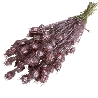 Dutch Dried Rosé-goudkleurige Nigella droogbloemen | Lengte ± 55 centimeter | Gewicht ± 100 gram