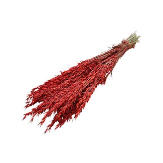 Dutch Dried Burnt Orange Avena Haver droogbloemen | Lengte ± 70 centimeter | Gewicht 150 gram