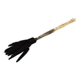 Dutch Dried Black Babala dried flowers | Length ± 70 centimetres | Per 10 stems