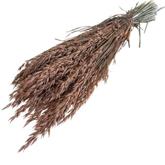 Casa Alegria Lachsfarbene Avena Hafer Trockenblumen | Länge ± 70 Zentimeter | Gewicht 150 Gramm