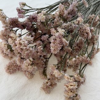 Dutch Dried Statice Sinuata séchées couleur saumon | Longueur ± 70 centimètres | Poids ± 75 grammes