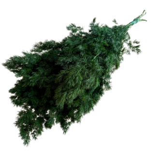 Casa Alegria Groene Asparagus | Gepreserveerde takken | Lengte ± 60 centimeter | Gewicht ± 80 gram