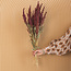 Red Amaranthus Cruentus dried flowers | Length ± 55 centimetres | Weight ± 125 grams