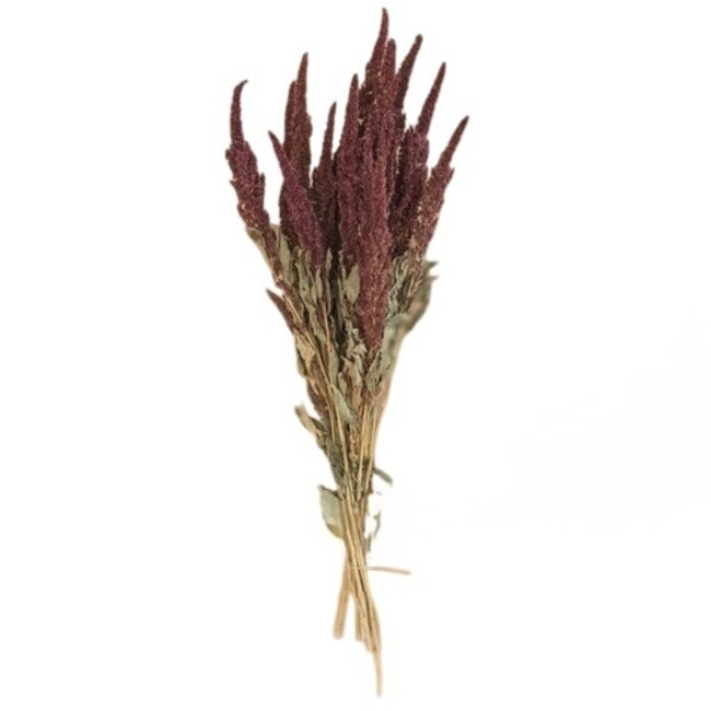 Rote Amaranthus Cruentus Trockenblumen | Länge ± 55 Zentimeter | Gewicht ± 125 Gramm
