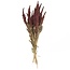 Red Amaranthus Cruentus dried flowers | Length ± 55 centimetres | Weight ± 125 grams