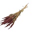 Amaranthus Cruentus rouge fleurs séchées | Longueur ± 55 centimètres | Poids ± 125 grammes