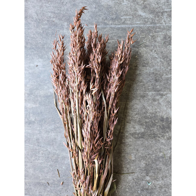 Bruine Avena Haver droogbloemen | Lengte ± 70 centimeter | Gewicht 150 gram