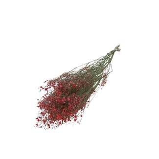 Dutch Dried Romantic Red Gypsophila droogbloemen | Gedroogd Gipskruid | Lengte ± 60 centimeter | Per 5 takken