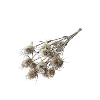 Dutch Dried Naturelle Cardistella Thistles dried flowers | Length ± 70 centimetres | Per 10 stems