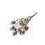 Naturelle Cardistella Distels droogbloemen | Lengte ± 70 centimeter | Per 10 takken