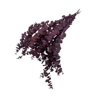 Casa Alegria Natürlicher roter Eucalyptus Stuartiana | Konserviert | Länge ± 60 Zentimeter | Gewicht ± 150 Gramm