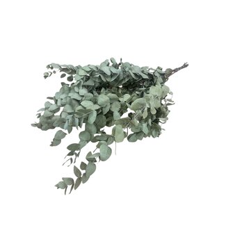 Dutch Dried Naturel groene Eucalyptus Cinerea droogbloemen | Lengte ± 65 centimeter | Gewicht ± 150 gram