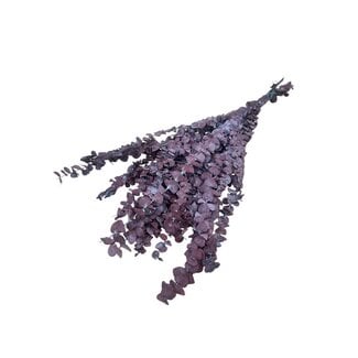 Dutch Dried Natürlicher roter Eukalyptus Baby Blue | Konserviert | Länge ± 65 Zentimeter | Gewicht ± 150 Gramm