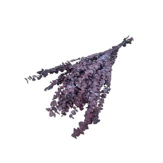 Dutch Dried Natural Red Eucalyptus Baby Blue | Preserved | Length ± 65 centimetres | Weight ± 150 grams