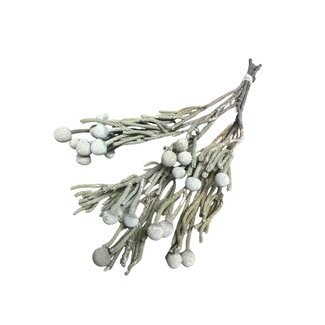 Dutch Dried Naturel grijze Silver Brunia droogbloemen | Lengte ± 40 centimeter | Gewicht ± 50 gram