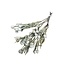 Fleurs séchées Silver Brunia gris naturel | Longueur ± 40 centimètres | Poids ± 50 grammes