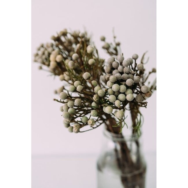 Natural grey Silver Brunia dried flowers | Length ± 40 centimetres | Weight ± 50 grams