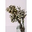 Naturel grijze Silver Brunia droogbloemen | Lengte ± 40 centimeter | Gewicht ± 50 gram